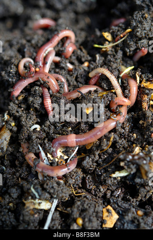 Nahaufnahme von lebenden Würmern in einem sorgenbereiten Kompost Gartenvermikompost Stockfoto