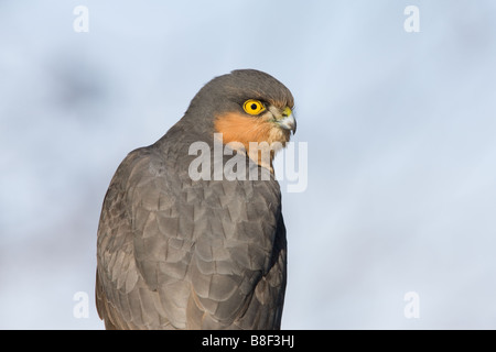 Eurasian Sparrowhawk Accipiter Nisus Nahaufnahme von Männchen Stockfoto