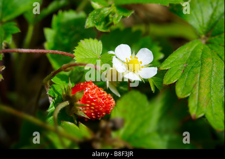 Wilde Erdbeere und Wilde Erdbeere Blüte auf eine Erdbeere Pflanze im Garten wächst Stockfoto
