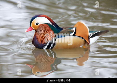 Mandarinente (Aix Galericulata) mit Spiegelbild im See Stockfoto