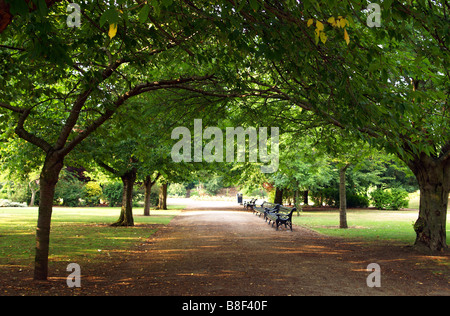 Einer von Bäumen gesäumten Weg durch den Park am Victoria Embankment in Nottingham, Nottinghamshire, England UK Stockfoto