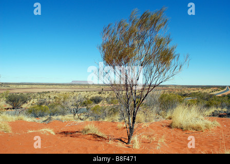 Outback Pflanze mit Mount Connor im Hintergrund Stockfoto