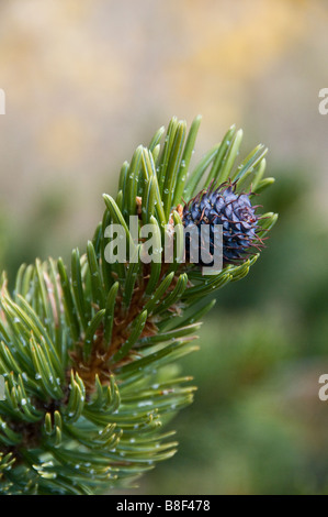 Rocky Mountain Bristlecone Kiefer (Pinus Aristata) Kegel, Kenosha Pass, U.S. Highway 285, Park County, Colorado. Stockfoto