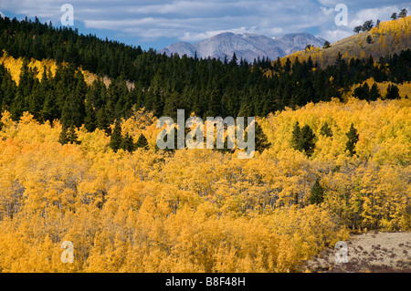 Aspen Bäume Anzeigen Laub Herbstfarben, Kenosha Pass, U.S. Highway 285, Park County, Colorado. Stockfoto