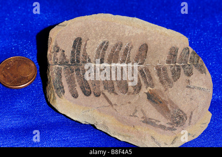 Fossilen Farn Pecopteris Pennsylvanian Alter (Karbon) von Mazon Creek, Illinois, USA. Stockfoto