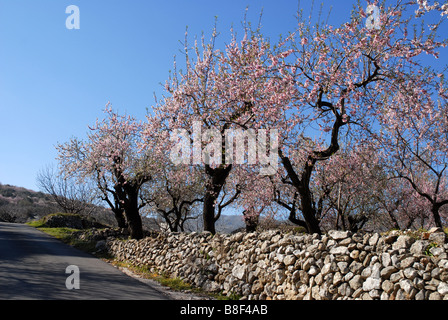 Straße durch Mandel Obstgarten, in der Nähe von Benimaurell, Vall de Laguar, Provinz Alicante, Comunidad Valenciana, Spanien Stockfoto