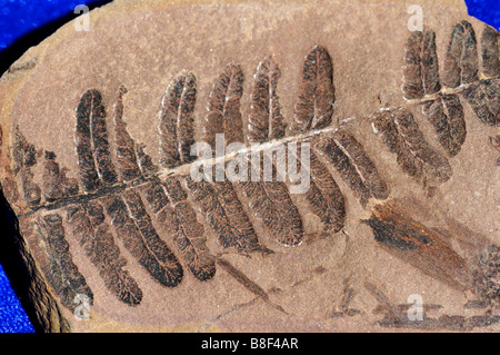 Fossilen Farn Pecopteris Pennsylvanian Alter (Karbon) von Mazon Creek, Illinois, USA. Stockfoto