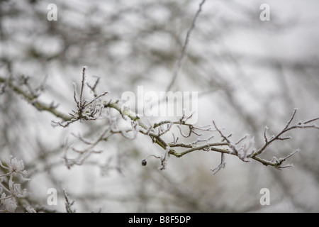 Traumhafte Winterlandschaft mit Details der Äste mit Frost bedeckt Stockfoto