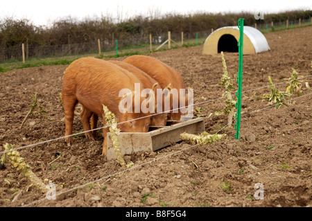 3 rote Schweine Fütterung von Mulde im englischen Landhausstil Stockfoto