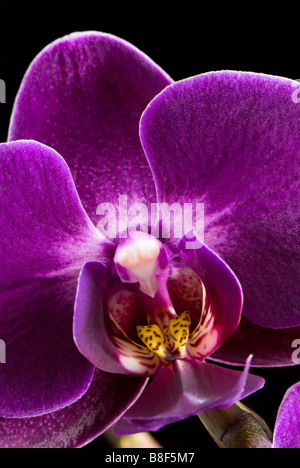 Nahaufnahme von Phalaenopsis Nachtfalter Orchidee Stockfoto