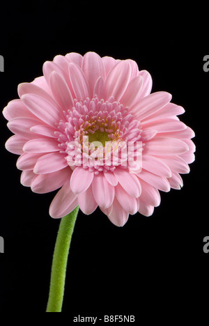 Nahaufnahme von Teil ein blasses rosa Gerbera vor schwarzem Hintergrund Stockfoto