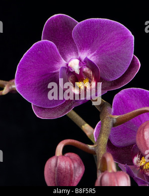 Nahaufnahme von Phalaenopsis Nachtfalter Orchidee Stockfoto