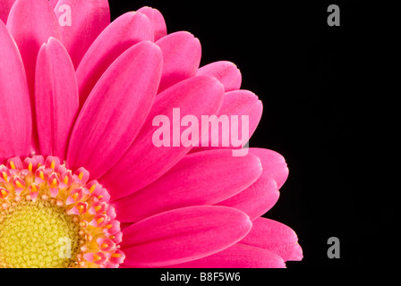 Heißes rosa Gerbera auf schwarzem Hintergrund Stockfoto