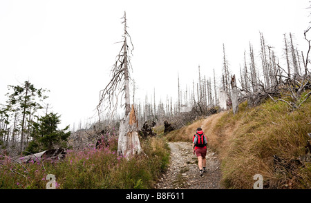 Wanderer auf Waldweg zerstört durch Borkenkäfer Berg Rachel Nationalpark Bayerischer Wald Bayern Deutschland Stockfoto