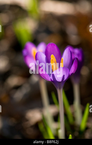 Lila Krokusse wachsen wild in Wäldern Stockfoto