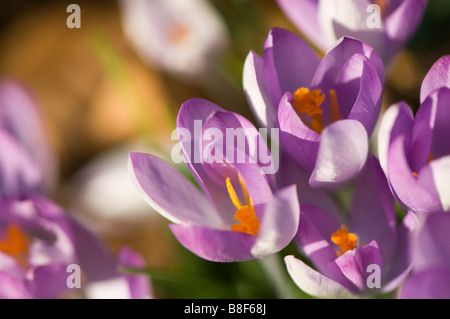 Nahaufnahme von einer Gruppe von rosa Krokusse Stockfoto