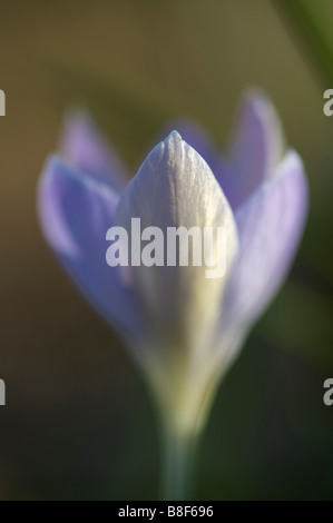 Abstrakte Studie von wilden Krokusblüten Stockfoto