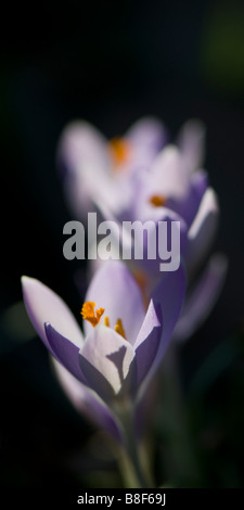 Abstrakte schließen sich aus einer Reihe von drei hinterleuchtete Krokus Blumen Stockfoto