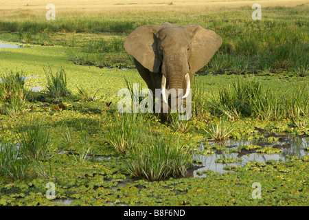 Elefantenbulle Fütterung im Sumpf, Masai Mara, Kenia Stockfoto