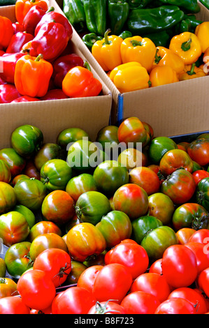 Rote gelbe und grüne Paprikaschoten in Kästchen neben einem Haufen von grüne und reife Tomaten Stockfoto