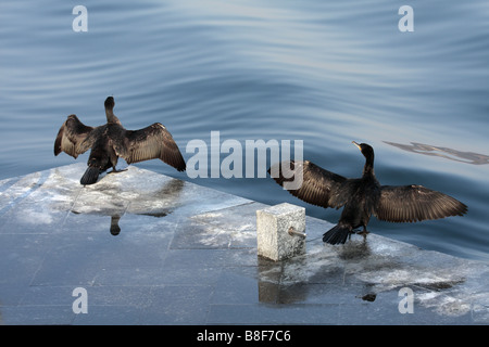 Zwei große schwarze Kormorane trocknen ihre Flügel am See (Phalacrocorax Carbo) Stockfoto