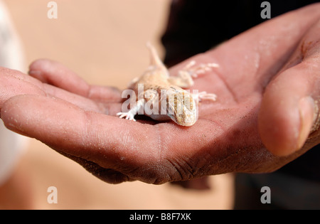 Namib Web footed Gecko an einer Hand im Namib Desert National Park Stockfoto