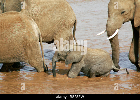 Elefanten, die Überquerung des Flusses, Samburu, Kenia Stockfoto