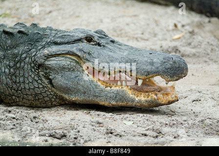 Amerikanischer Alligator Alligator Mississippiensis mit Mund geöffnet und zeigt Zähne Florida Stockfoto