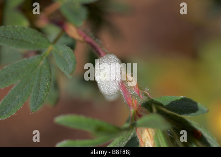Kuckuckspieß des gemeinen Froghoppers, Philaenus spumarius, auf Stamm der Pflanze im Mai in Dorset, Großbritannien Stockfoto