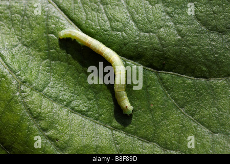 raupe von gesprenkelten Holz Schmetterling Raupe, pararge aegeria, auf Blatt im August in Dorset UK ruhen Stockfoto