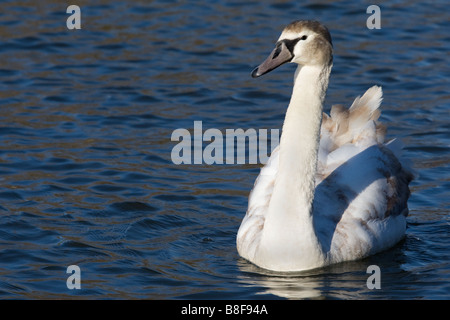 Juvenile Höckerschwan gleiten auf dem Fluss in der Wintersonne Stockfoto
