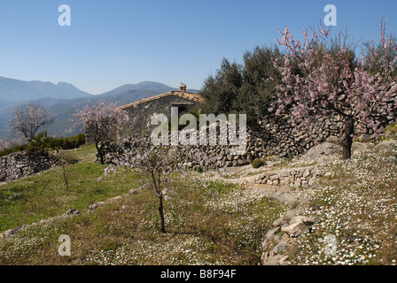 Bauernhaus und Mandel Obstgarten, in der Nähe von Benimaurell, Vall de Laguar, Provinz Alicante, Comunidad Valenciana, Spanien Stockfoto