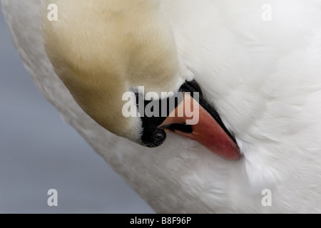 Höckerschwan putzen Stockfoto