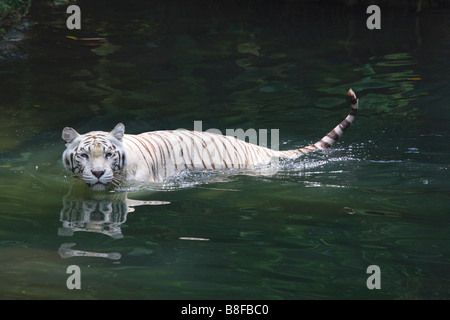 Bengal Tiger (Panthera Tigris Tigris), weiße Morph schwimmen Stockfoto