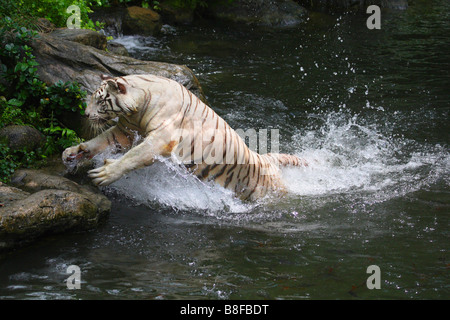 Bengal-Tiger (Panthera Tigris Tigris), springen aus dem Wasser, weiße morph Stockfoto