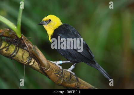 gelb mit Kapuze Amsel (Agelaius Icterocephalus), auf einem Ast Stockfoto