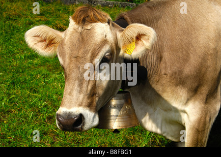 Hornlosen Brown Swiss Rinder mit einer Ohrmarke und eine Kuhglocke um den Hals, Blick in die Kamera, Kanton Waadt, Schweiz Stockfoto