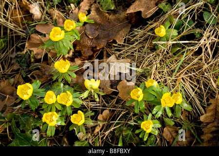 Winter Aconites (Eranthis Hyemalis) blühen im Februar mit Eichenlaub, die den Winter überlebt haben. Stockfoto