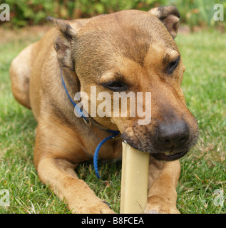 Nahaufnahme von einen netten braunen Hund, Essen ein Genuss. Stockfoto