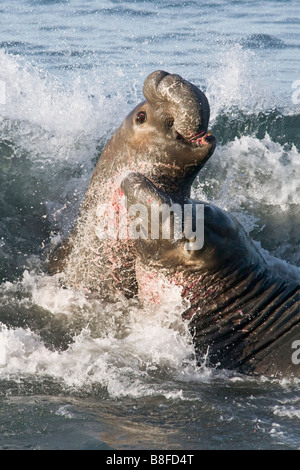Nördliche Seeelefanten kämpfen Stockfoto