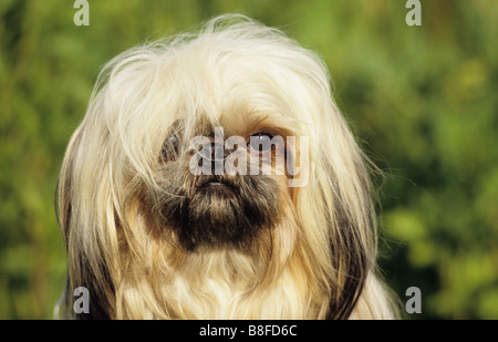 Shih Tzu (Canis Lupus Familiaris), portrait Stockfoto