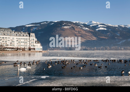 Zell am See in Österreich. Blick über den zugefrorenen Zeller See Grand Hotel mit Schwänen und Wildvögeln in geschmolzene Pool im Winter nach Lakeside Stockfoto