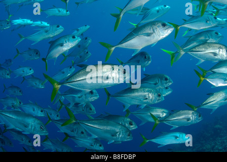 Schwarm von Bigeye Makrelen (Buchsen) Stockfoto