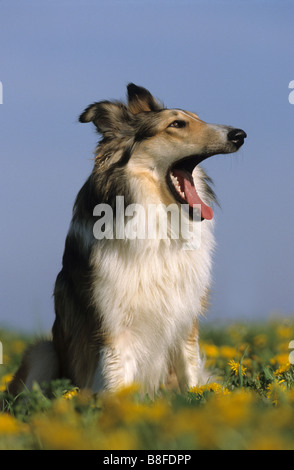 Langhaarige Collie (Canis Lupus Familiaris) sitzen auf einer Wiese beim Gähnen Stockfoto