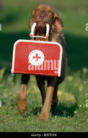 Rauhaar Magyar Vizsla (Canis Lupus Familiaris) ein erste-Hilfe-Koffer Stockfoto
