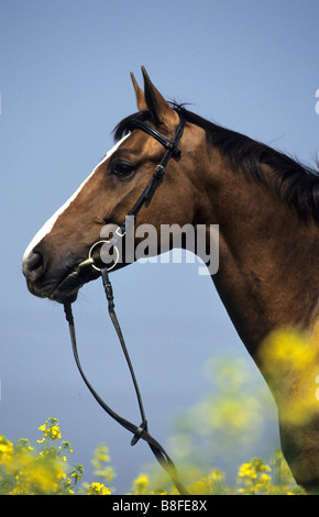 Budyonny, Budenny (Equus Ferus Caballus), portrait Stockfoto