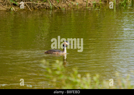 GREAT CRESTED GREBE Stockfoto