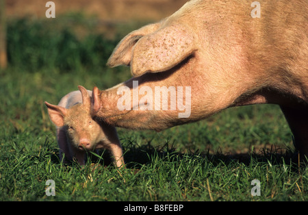 Hausschwein (Sus Scrofa Domesticus), säen sniffing Ferkel Ohr Stockfoto