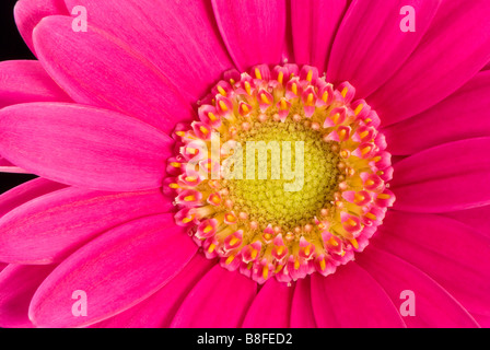 Nahaufnahme von einem heißen rosa Gerbera Stockfoto