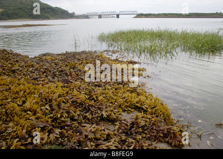 Gehörnte Wrack Fucus Ceranoides und Spirale oder flachen Wrack F Spiralis braunen Algen in Flussmündungen Bedingungen UK Stockfoto